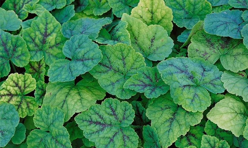 Tiarella cordifolia 'Running Tapestry'