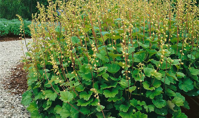 Tellima grandiflora