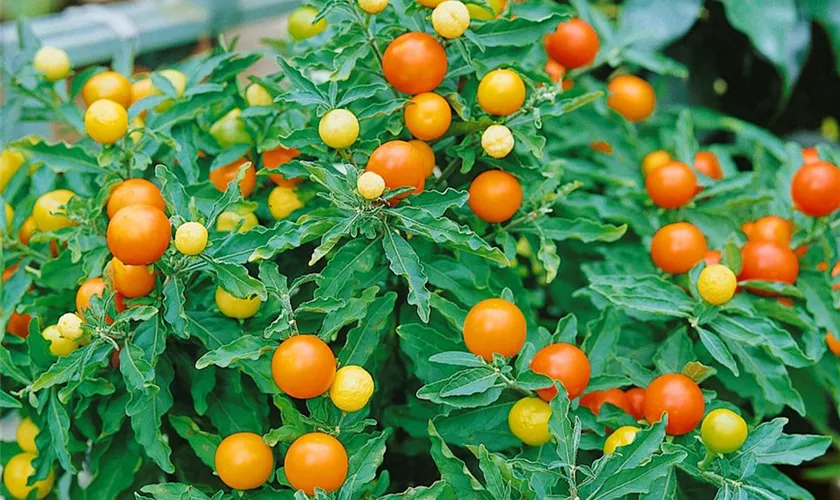 Solanum pseudocapsicum 'Select'