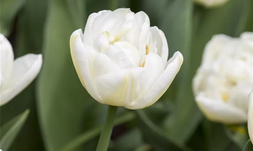 Tulipa 'Flaming Evita'