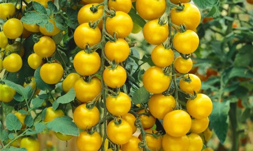 Tomate 'Golden Cherry'