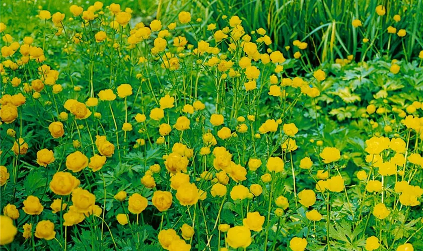 Trollius x cultorum, goldgelb