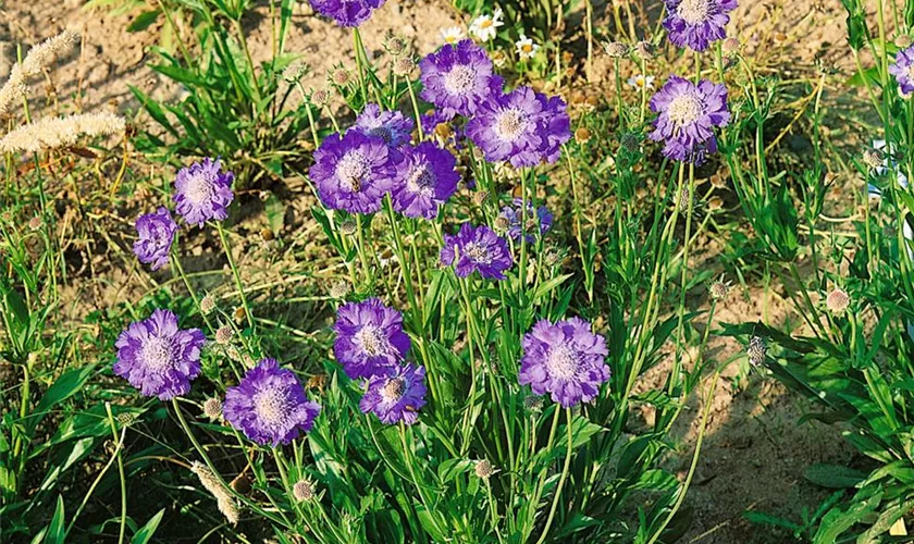 Große Garten-Skabiose 'Stäfa'