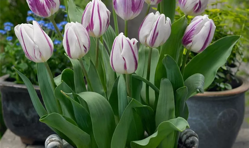 Tulipa 'Flig Flag'