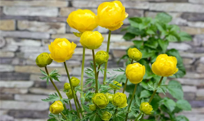 Trollius x cultorum 'Goldquelle'