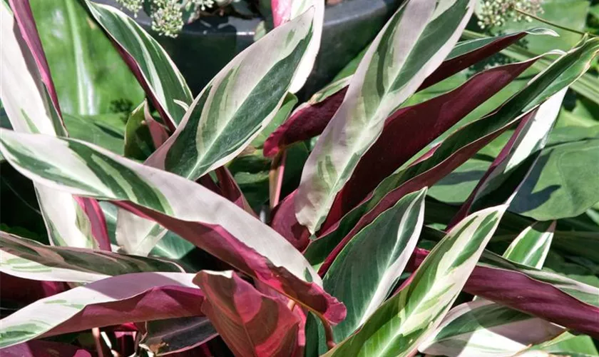 Stromanthe sanguinea 'Triostar'