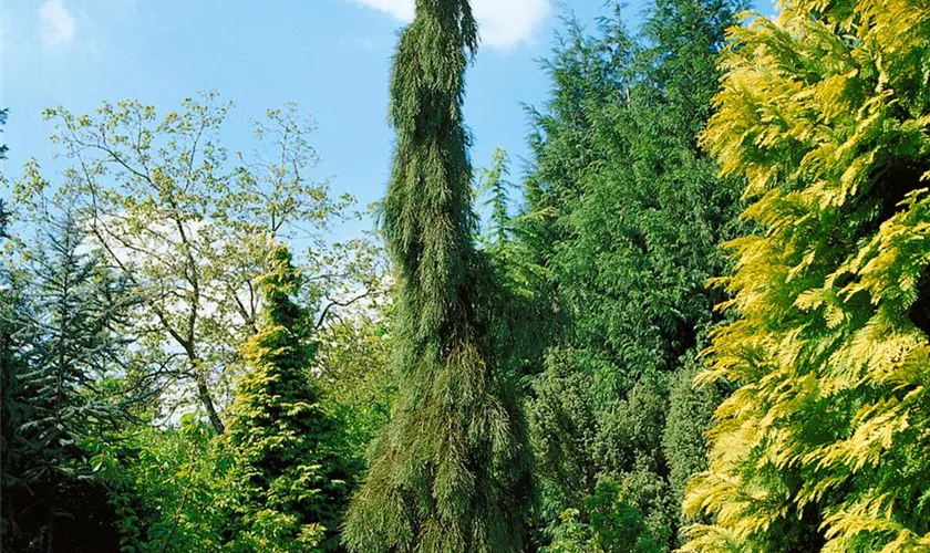 Sequoiadendron giganteum 'Barabits Requiem'