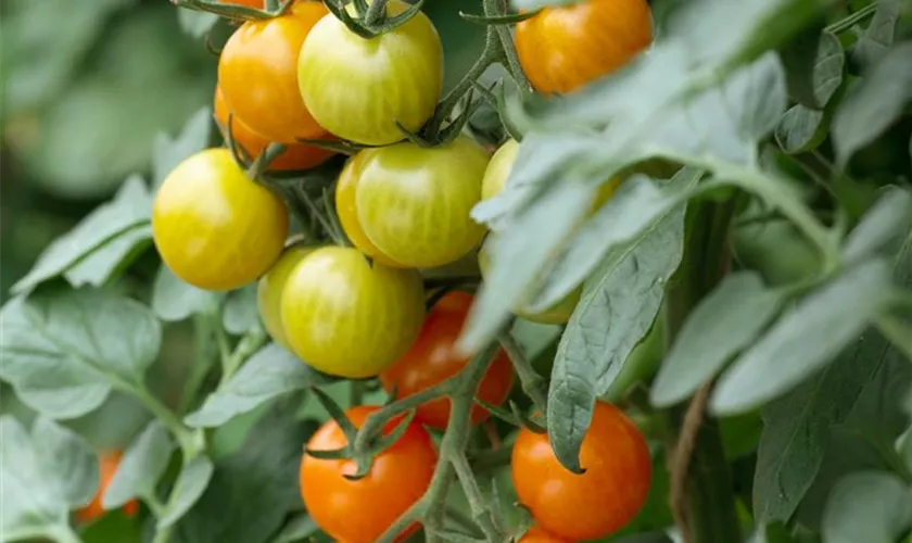 Tomate 'Goldita'