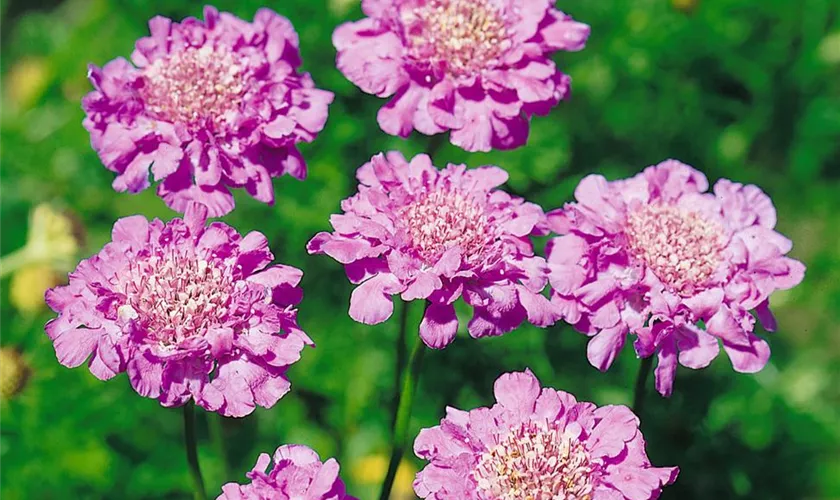 Scabiosa columbaria 'Antiker Blütenrausch'