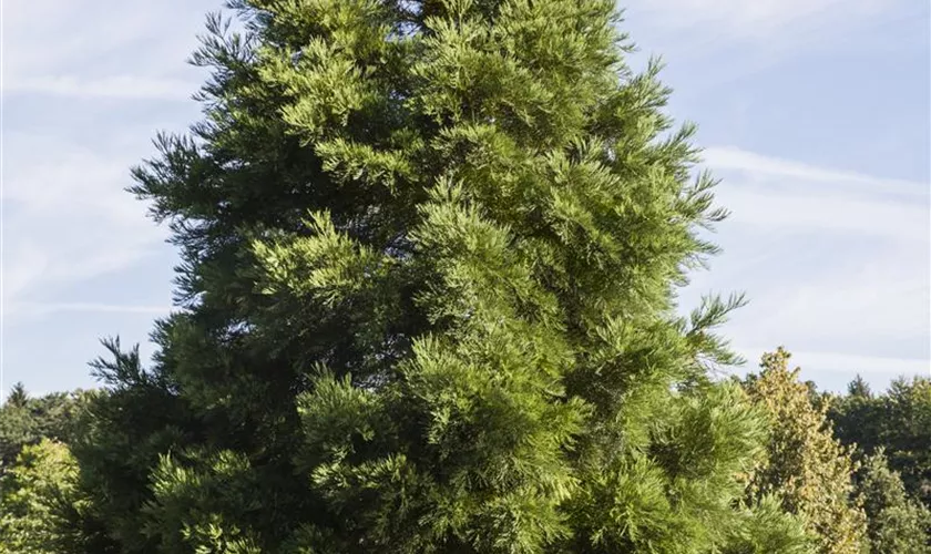 Sequoiadendron giganteum 'Greenpeace'