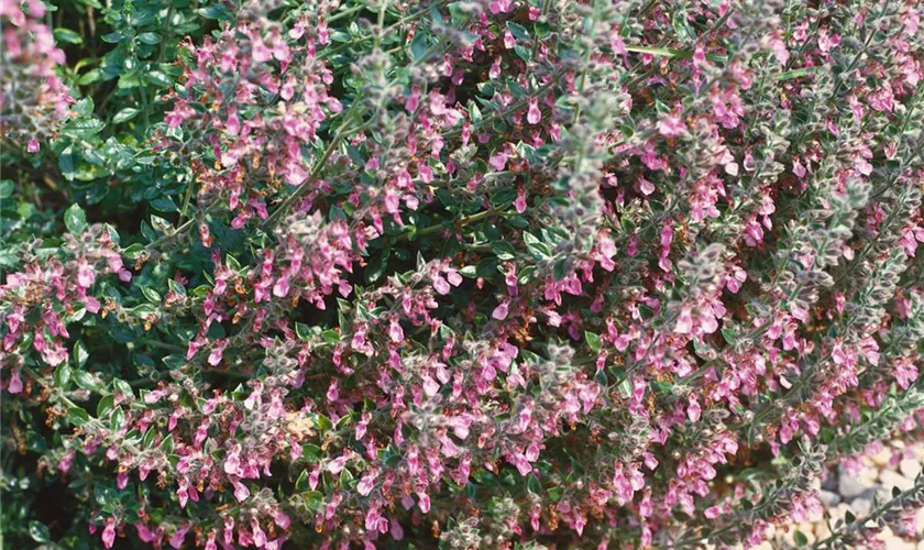 Teucrium chamaedrys