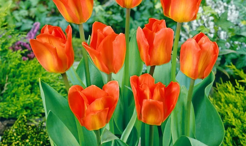 Tulipa fosteriana 'Apricot Emperor'