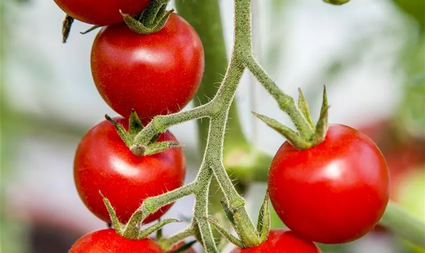 Tomate 'Gourmelito'