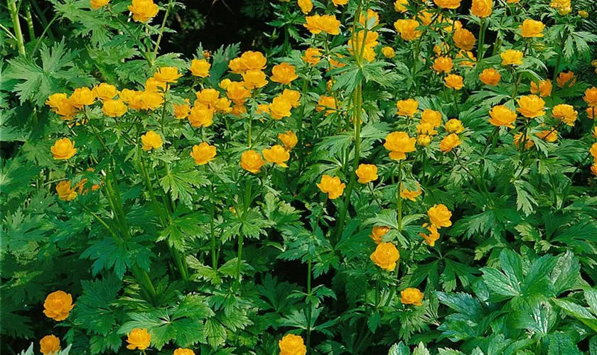 Trollius x cultorum 'Orange Globe'