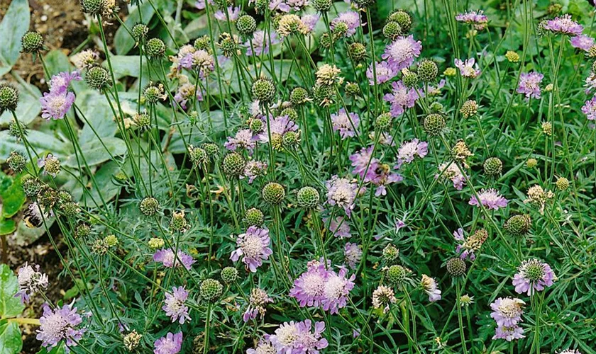 Scabiosa columbaria 'Nana'