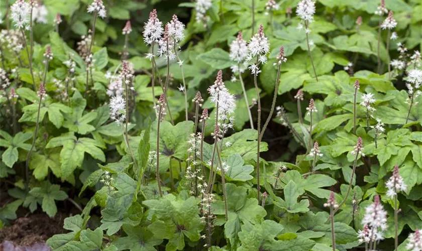 Zipfelblättrige Garten-Schaumblüte