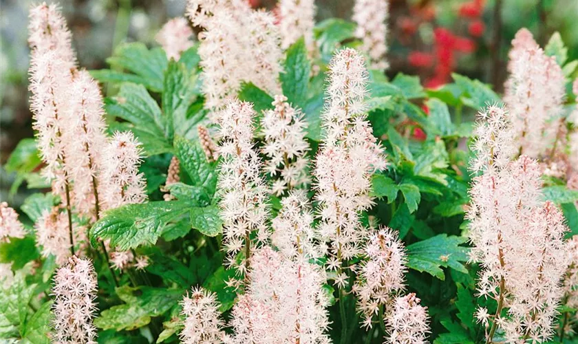 Zipfelblättrige Garten-Schaumblüte 'Pink Skyrocket'