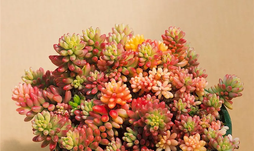 Sedum rubrotinctum 'Roseum'