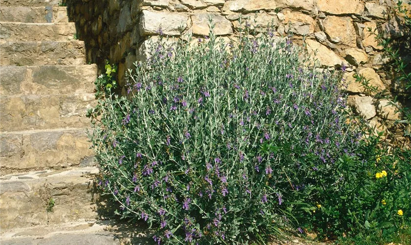 Teucrium fruticans