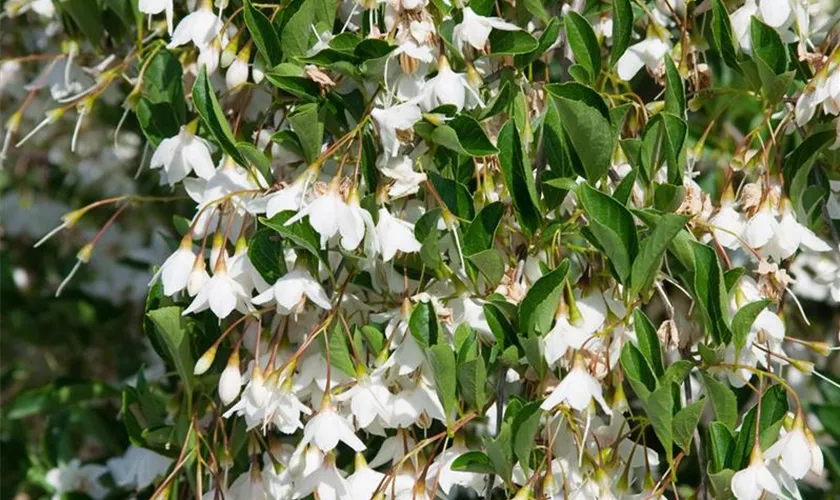 Styrax japonicus 'Pink Chimes'