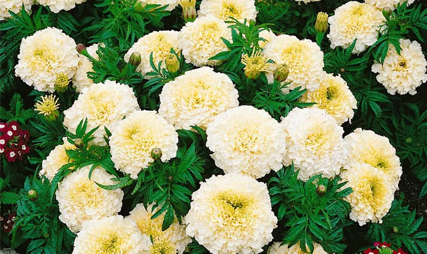 Tagetes erecta 'Bianca'