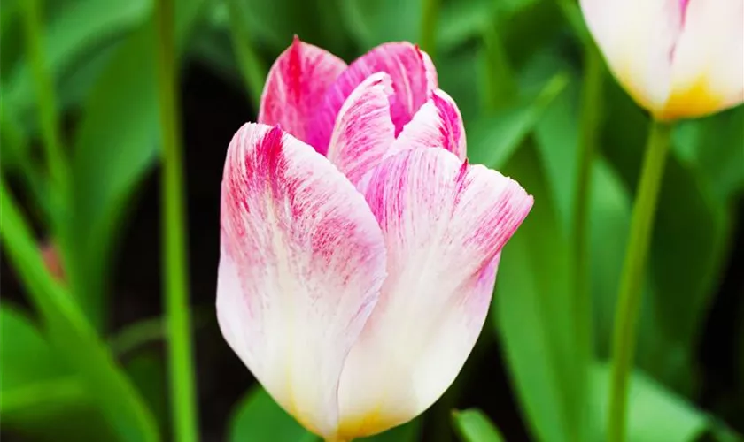 Tulipa fosteriana 'Flaming Purissima'