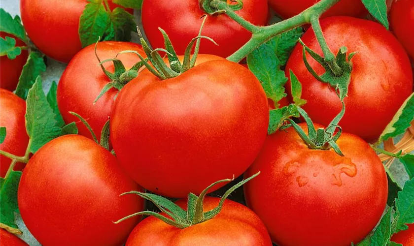 Tomate 'Harzglut F1'