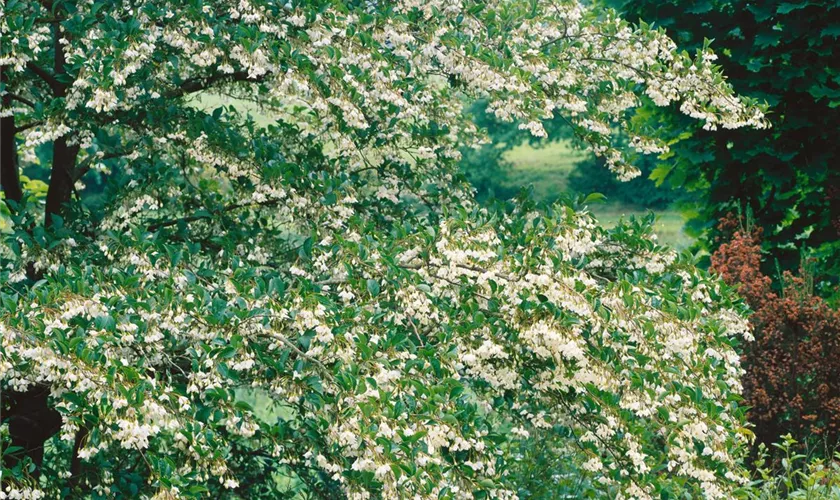 Styrax japonicus 'June Snow'