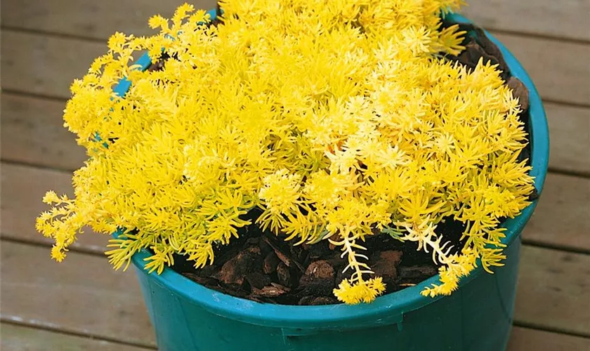 Sedum sediforme 'Gold'