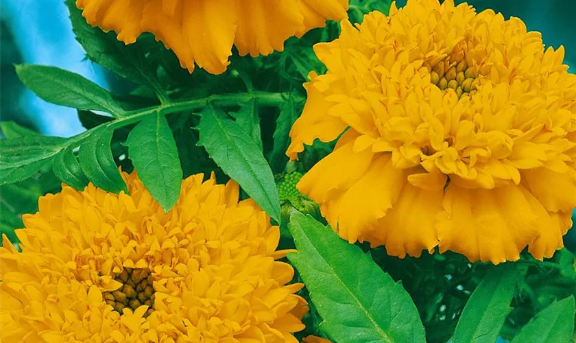 Tagetes erecta 'Cupido Orange'