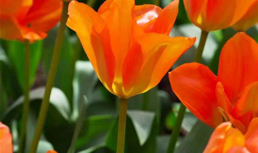 Tulipa fosteriana 'Orange Breeze'