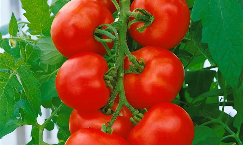 Tomate 'Hilmar'