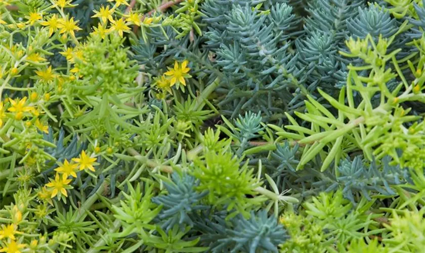 Sedum sediforme 'Silver'