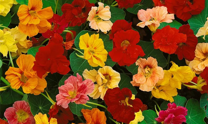 Tropaeolum majus 'Diamant des Abendlandes'