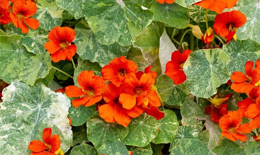 Tropaeolum majus 'Firebird'