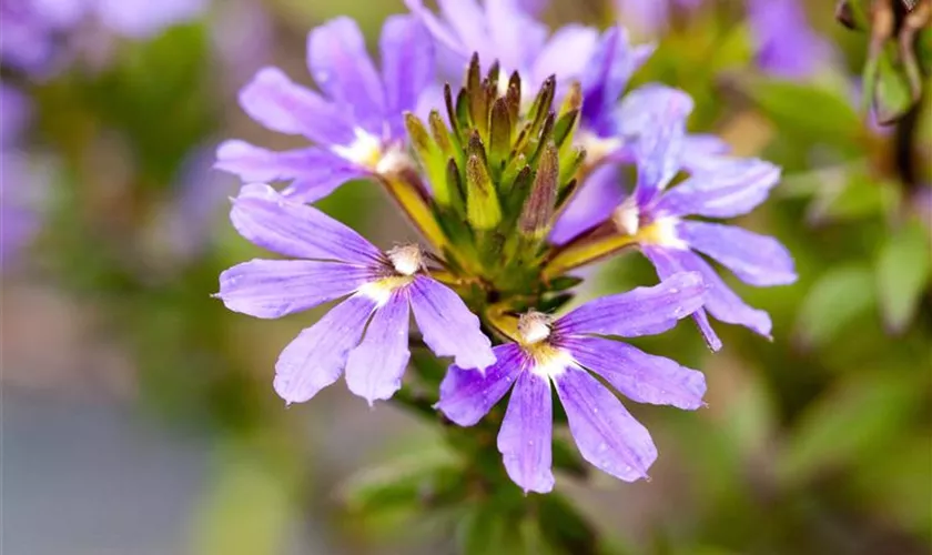 Scaevola aemula 'Blue Wind'