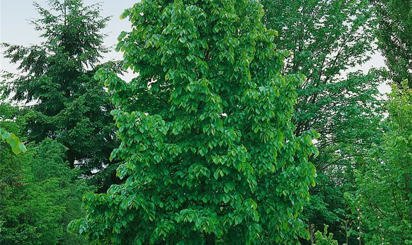 Tilia americana