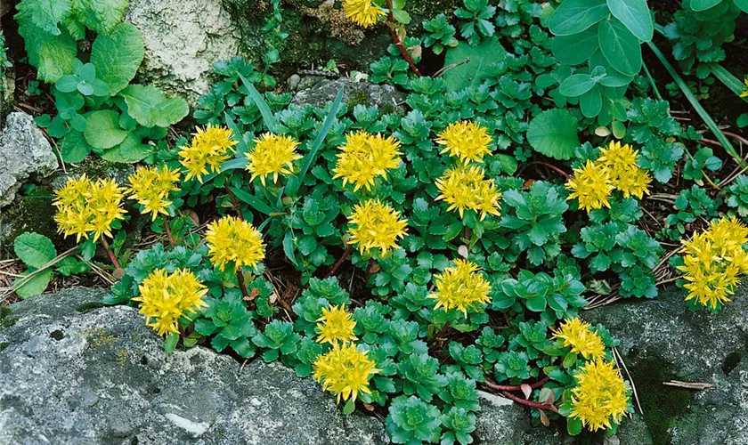 Sedum selskianum 'Goldilocks'