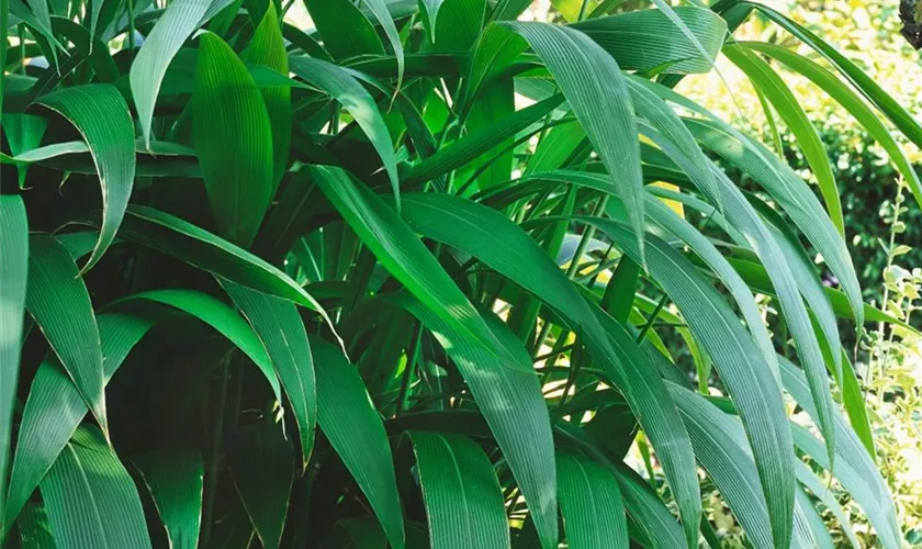 Setaria palmifolia