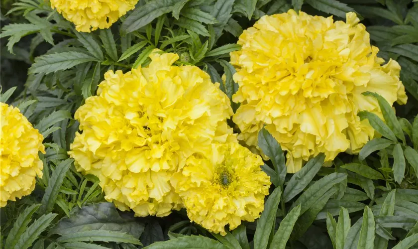 Tagetes erecta 'Mondlicht'