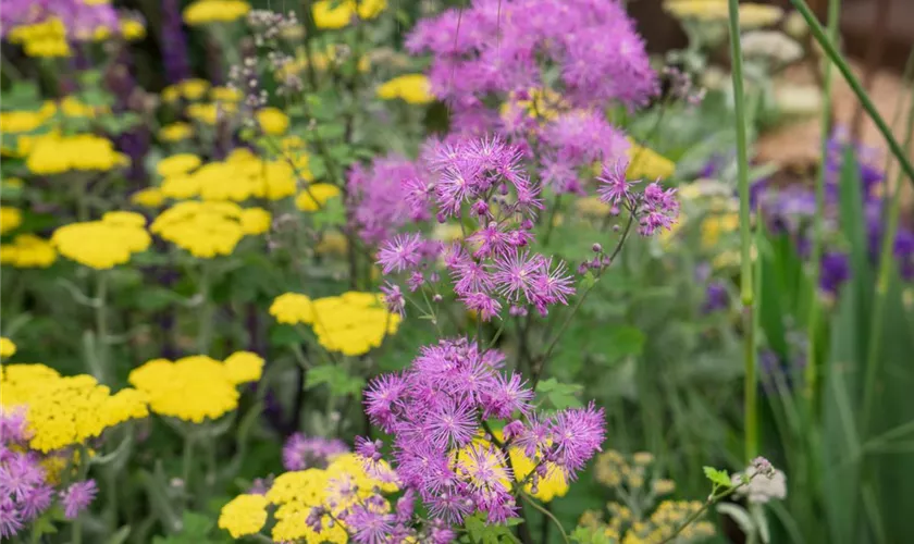 Akeleiblättrige Wiesenraute 'Black Stockings'