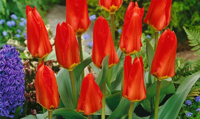 Tulipa fosteriana 'Red Emperor'