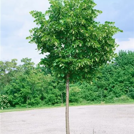 Tilia cordata, Stamm