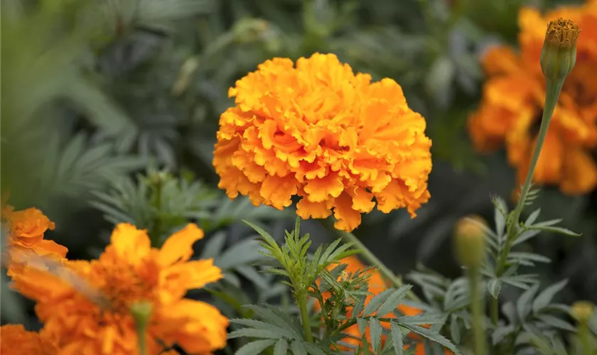 Tagetes erecta 'Orangeball'