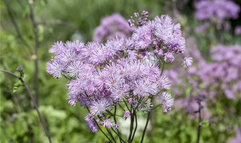 Akeleiblättrige Wiesenraute 'Purpureum'