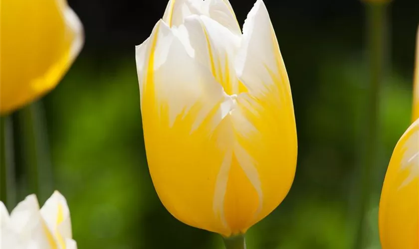 Tulipa fosteriana 'Sweetheart'