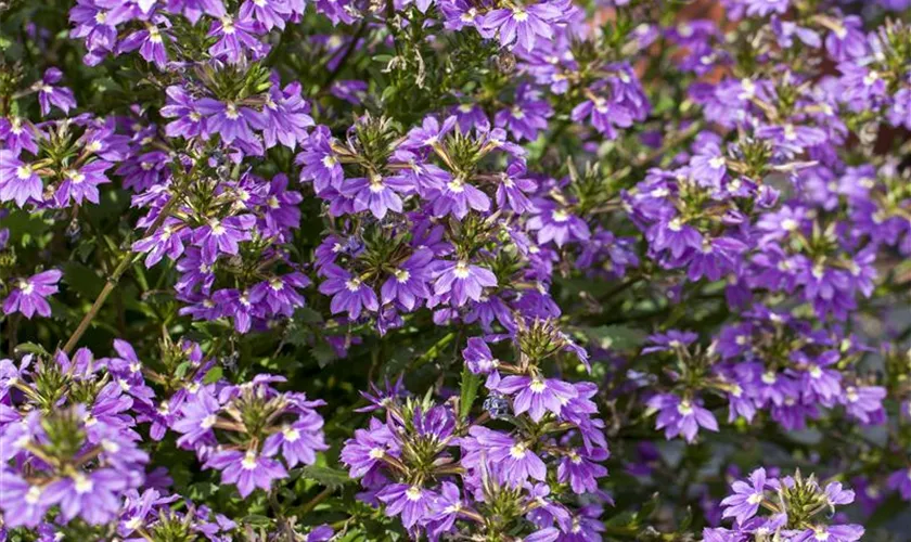 Scaevola saligna 'Blue Haze™'