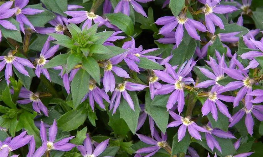 Scaevola saligna 'Surdiva® Blue'