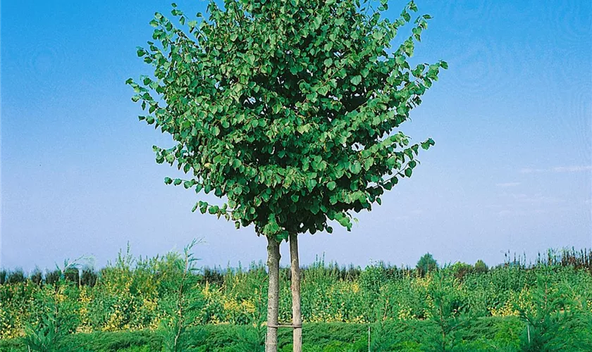 Tilia cordata 'Erecta'