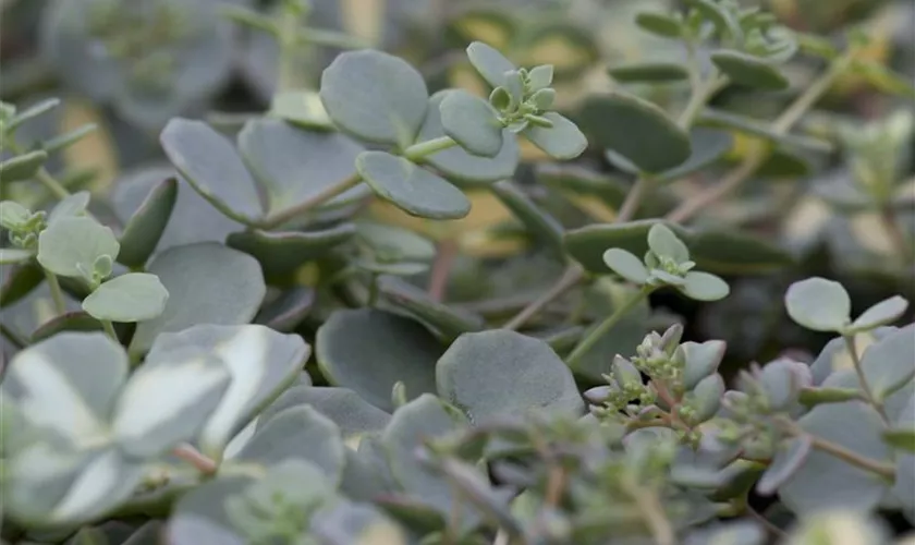 Sedum sieboldii